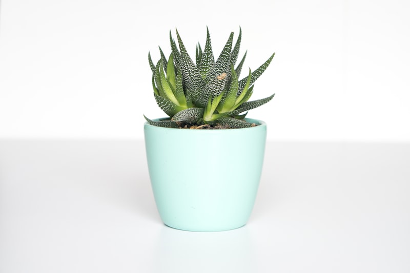 Hand-Carved Terracotta Planter Duo